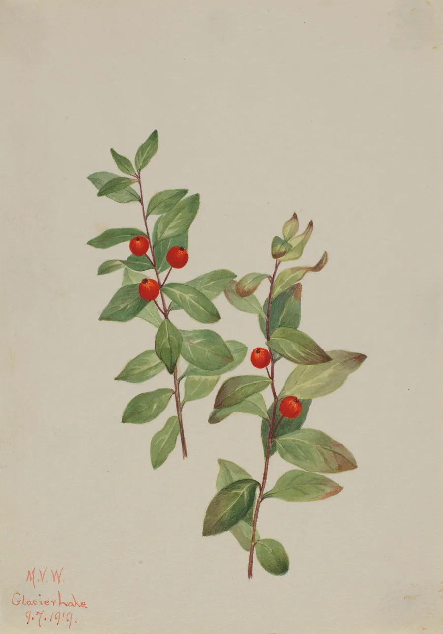 Red Comandra (Comandra livida) by Mary Vaux Walcott, born Philadelphia, PA 1860-died St. Andrews, New Brunswick, Canada 1940