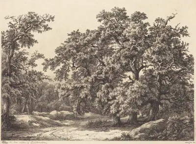 Oaks