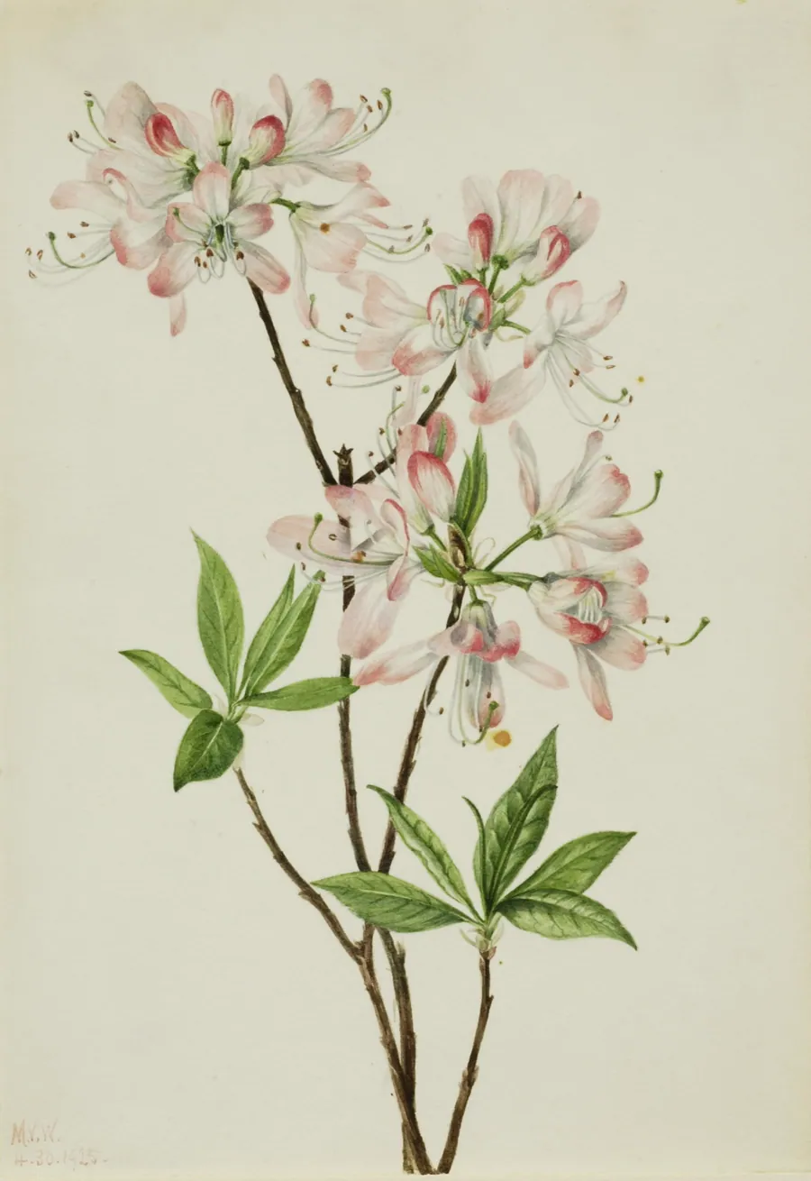 Pinkshell Azalea (Azalea vaseyi) by Mary Vaux Walcott, born Philadelphia, PA 1860-died St. Andrews, New Brunswick, Canada 1940