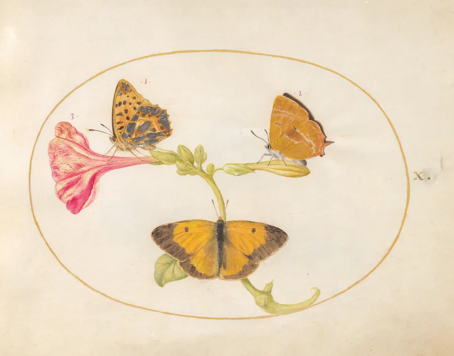 Plate 10: Brown Hairstreak, Silver-Washed Fritillary, and Clouded Yellow Butterflies on a Four-o'-Clock Flower by Joris Hoefnagel