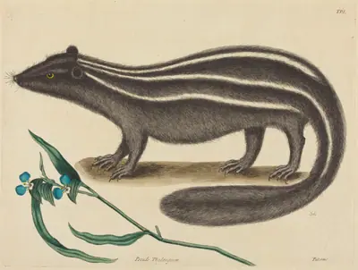 The Pole Cat (Viverra putorius)