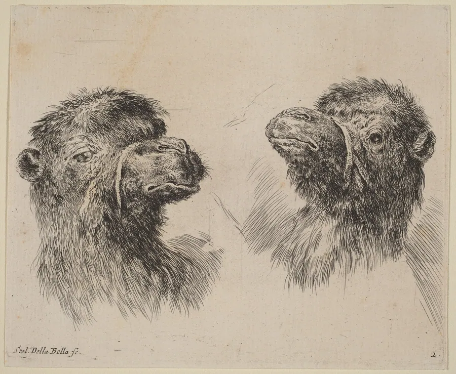 Two Camel Heads by Stefano Della Bella