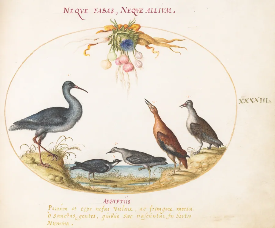Plate 43: Sandpipers and Other Shore Birds Admiring a Garland of Flowers by Joris Hoefnagel