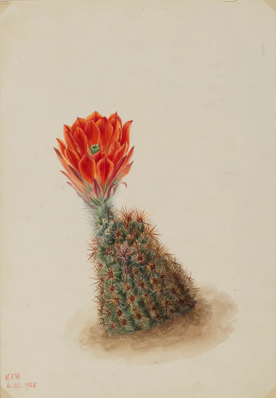 Lloyd's Strawberry Cactus (Echinocereus lloydii) by Mary Vaux Walcott, born Philadelphia, PA 1860-died St. Andrews, New Brunswick, Canada 1940