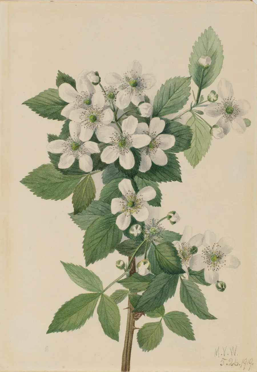 Highbush Blackberry (Rubus argutus) by Mary Vaux Walcott, born Philadelphia, PA 1860-died St. Andrews, New Brunswick, Canada 1940