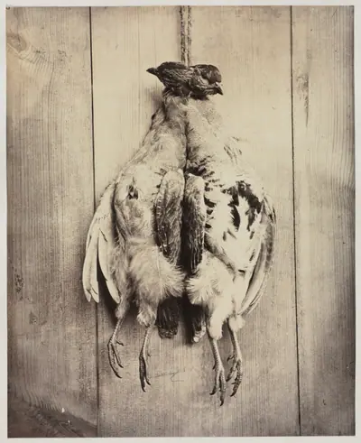Partridges (recto)