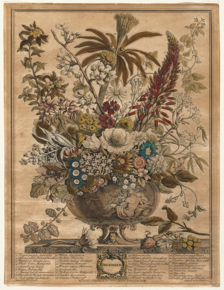 Twelve Months of Flowers:  December by Henry Fletcher