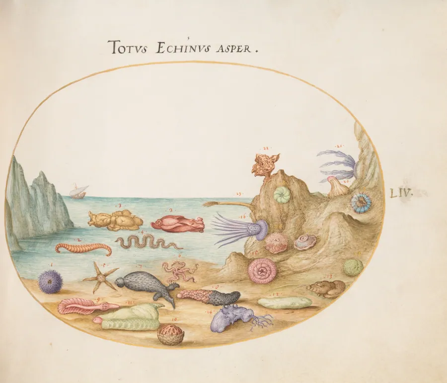 Plate 54: Sea Cucumbers, Sea Urchins, Starfish, a Sea Nettle, a "Sea Hare," and Other Marine Life by Joris Hoefnagel