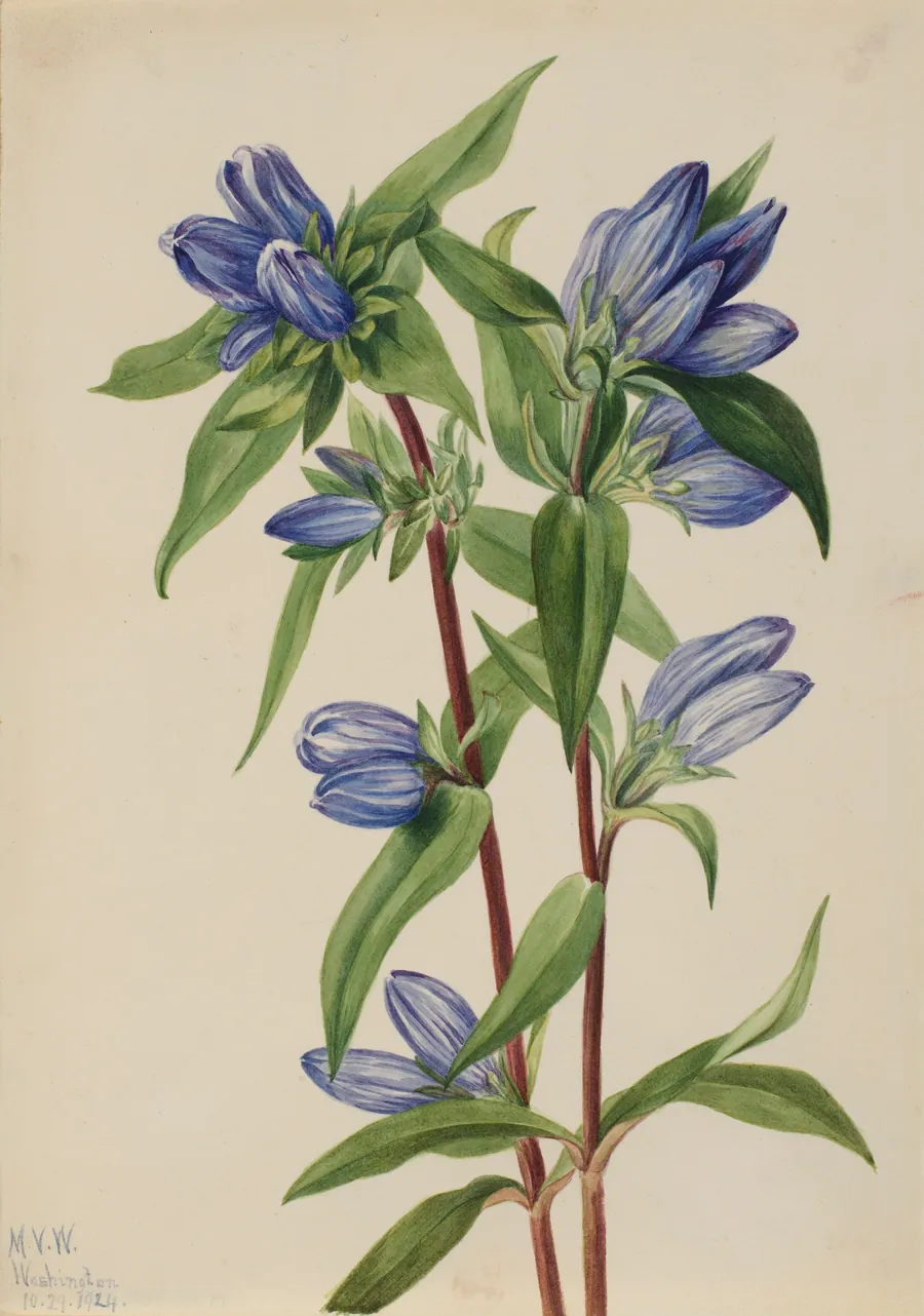 Bottle Gentian (Gentiana saponaria) by Mary Vaux Walcott, born Philadelphia, PA 1860-died St. Andrews, New Brunswick, Canada 1940