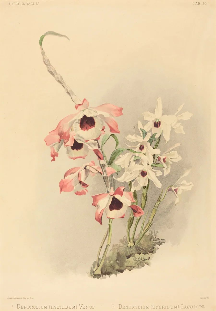 Dendrobium (Hybridium) Venus and Dendrobium (Hybridium) Cassiope by Joseph Mansell