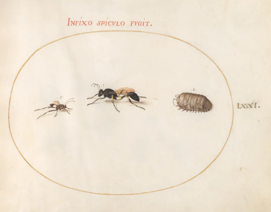 Plate 71: Two Wasps and a Pill Bug by Joris Hoefnagel