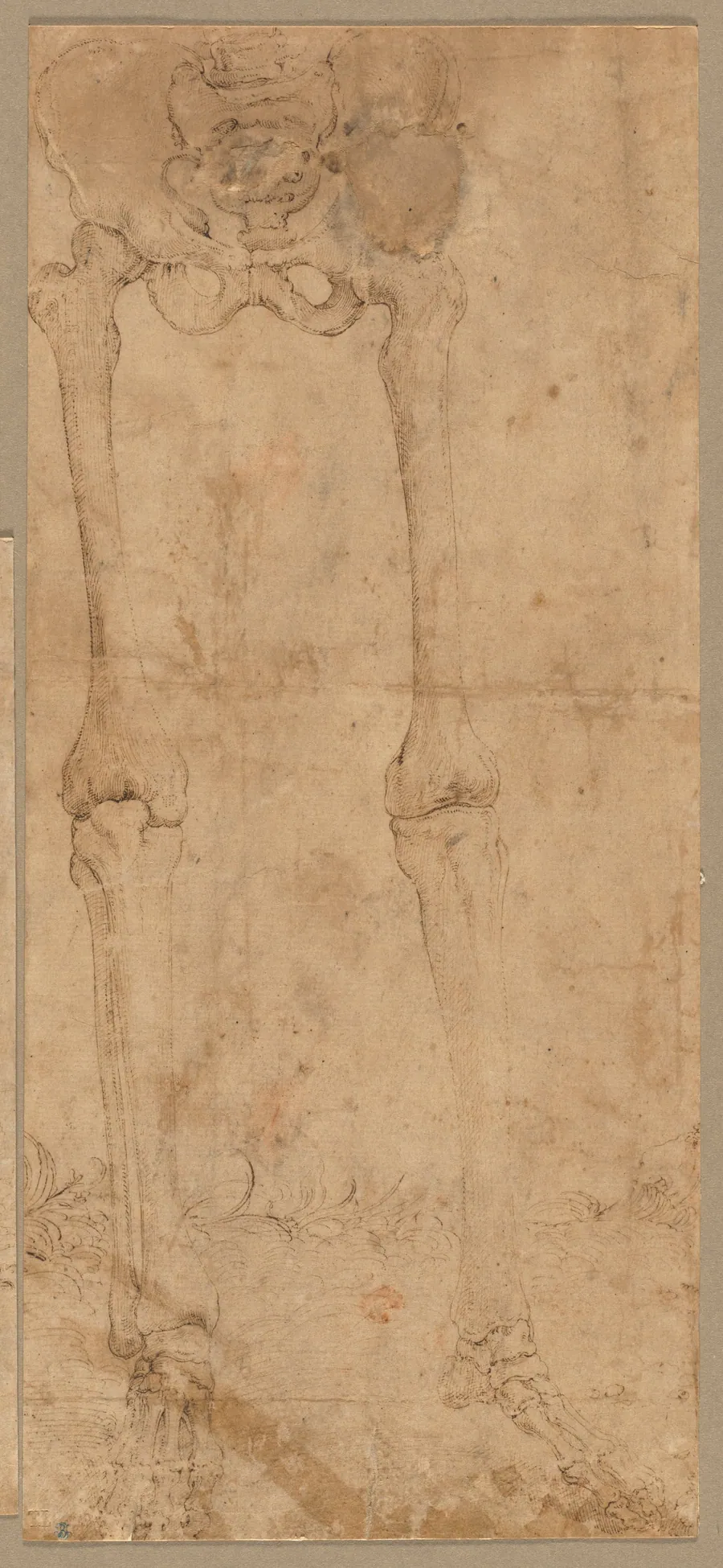 Lower Half of Skeleton from the Front by Battista Franco
