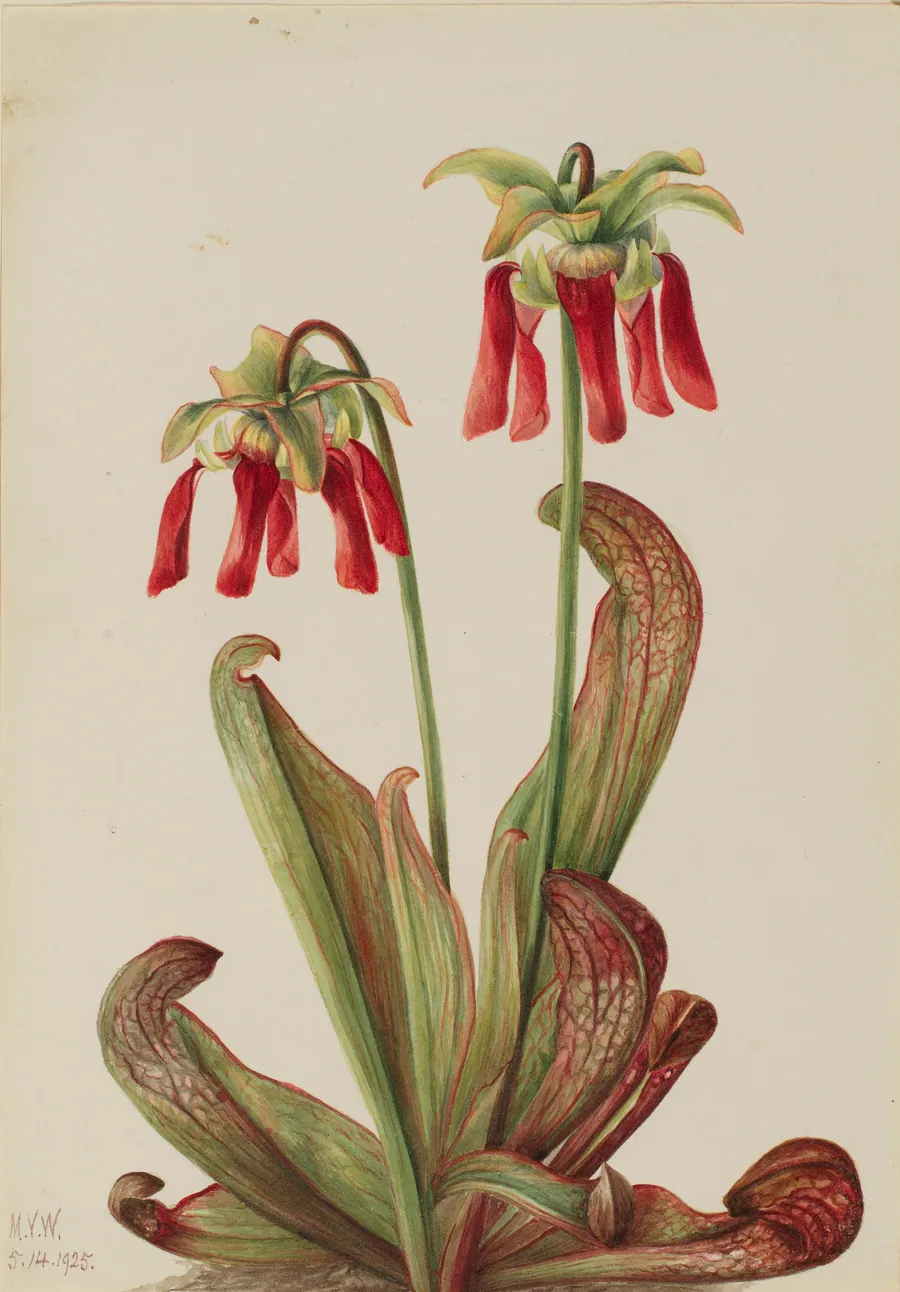 Parrot Pitcherplant (Sarracenia psittacina) by Mary Vaux Walcott, born Philadelphia, PA 1860-died St. Andrews, New Brunswick, Canada 1940