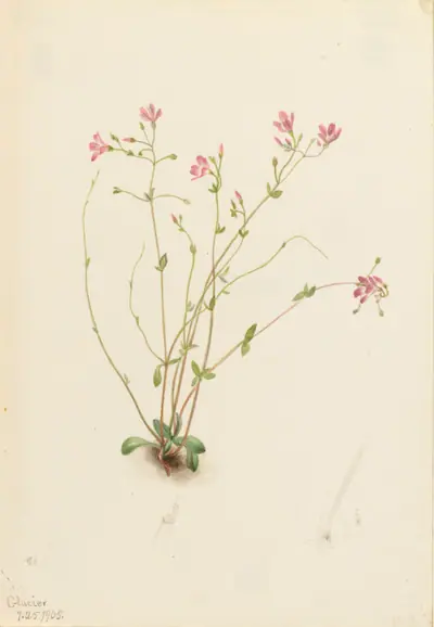 Naiad Spring Beauty (Claytonia parvifolia)