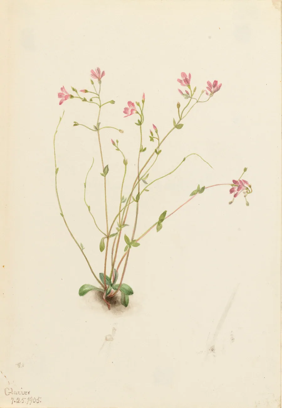Naiad Spring Beauty (Claytonia parvifolia) by Mary Vaux Walcott, born Philadelphia, PA 1860-died St. Andrews, New Brunswick, Canada 1940