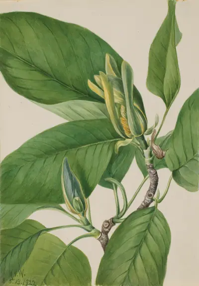 Cucumbertree (Magnolia acuminata)