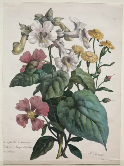 Cours d'Histoire Naturelle, contenant les principales espèces du règne animal, classées methodiquemenet: Martynia or Unicorn Plant