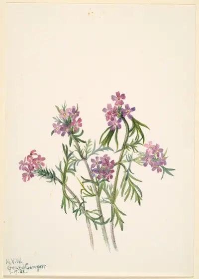 Vervain (Verbena wrightii)