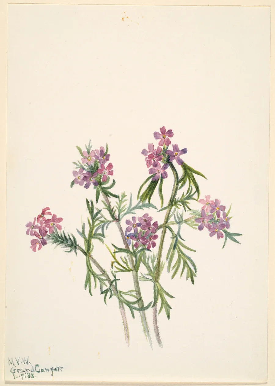 Vervain (Verbena wrightii) by Mary Vaux Walcott, born Philadelphia, PA 1860-died St. Andrews, New Brunswick, Canada 1940
