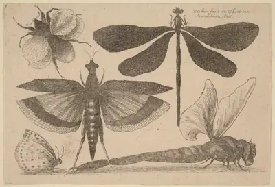 Dragonflies, a Bumble-Bee, and a Butterfly