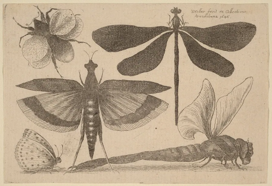 Dragonflies, a Bumble-Bee, and a Butterfly by Wenceslaus Hollar