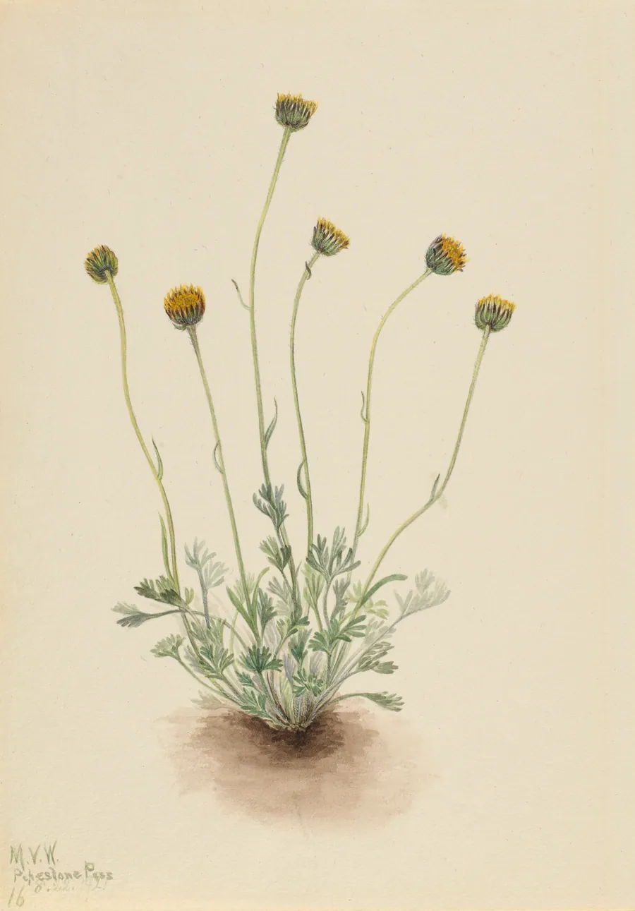 Cut Leaf Fleabane (Erigeron compositus nudus) by Mary Vaux Walcott, born Philadelphia, PA 1860-died St. Andrews, New Brunswick, Canada 1940