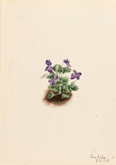 Purple Mountain Violet (Viola adunca)