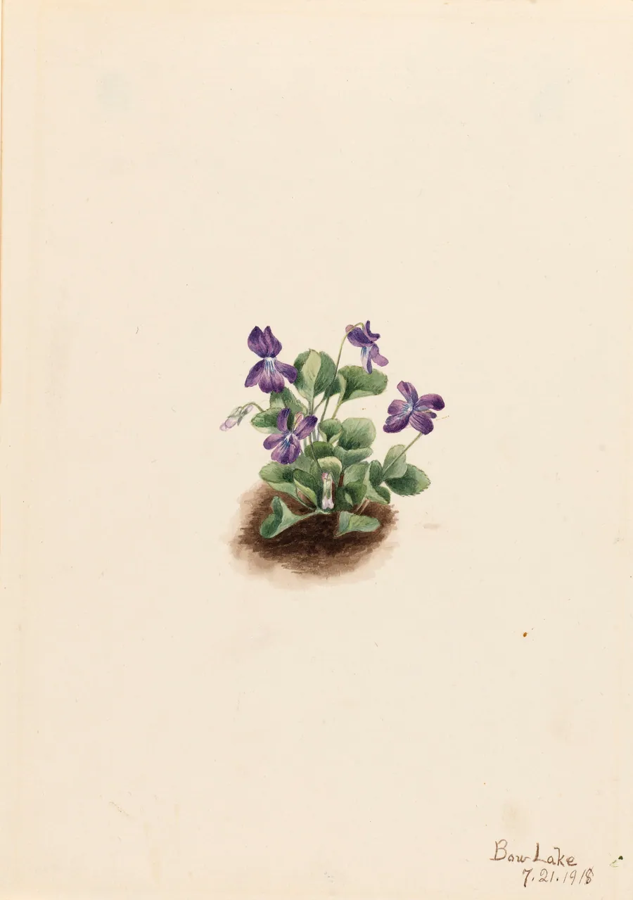 Purple Mountain Violet (Viola adunca) by Mary Vaux Walcott, born Philadelphia, PA 1860-died St. Andrews, New Brunswick, Canada 1940