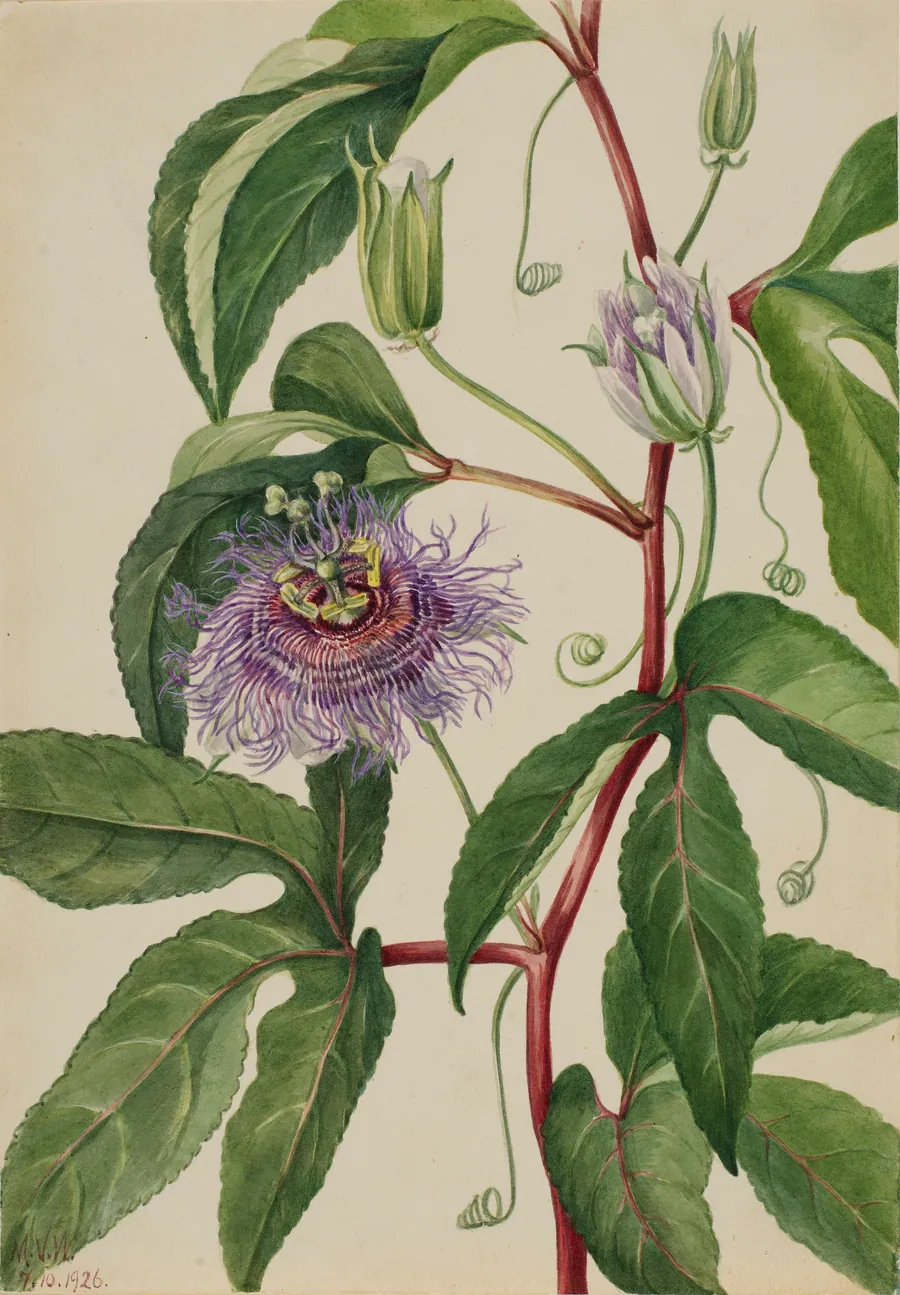 Maypop (Passiflora incarnata) by Mary Vaux Walcott, born Philadelphia, PA 1860-died St. Andrews, New Brunswick, Canada 1940