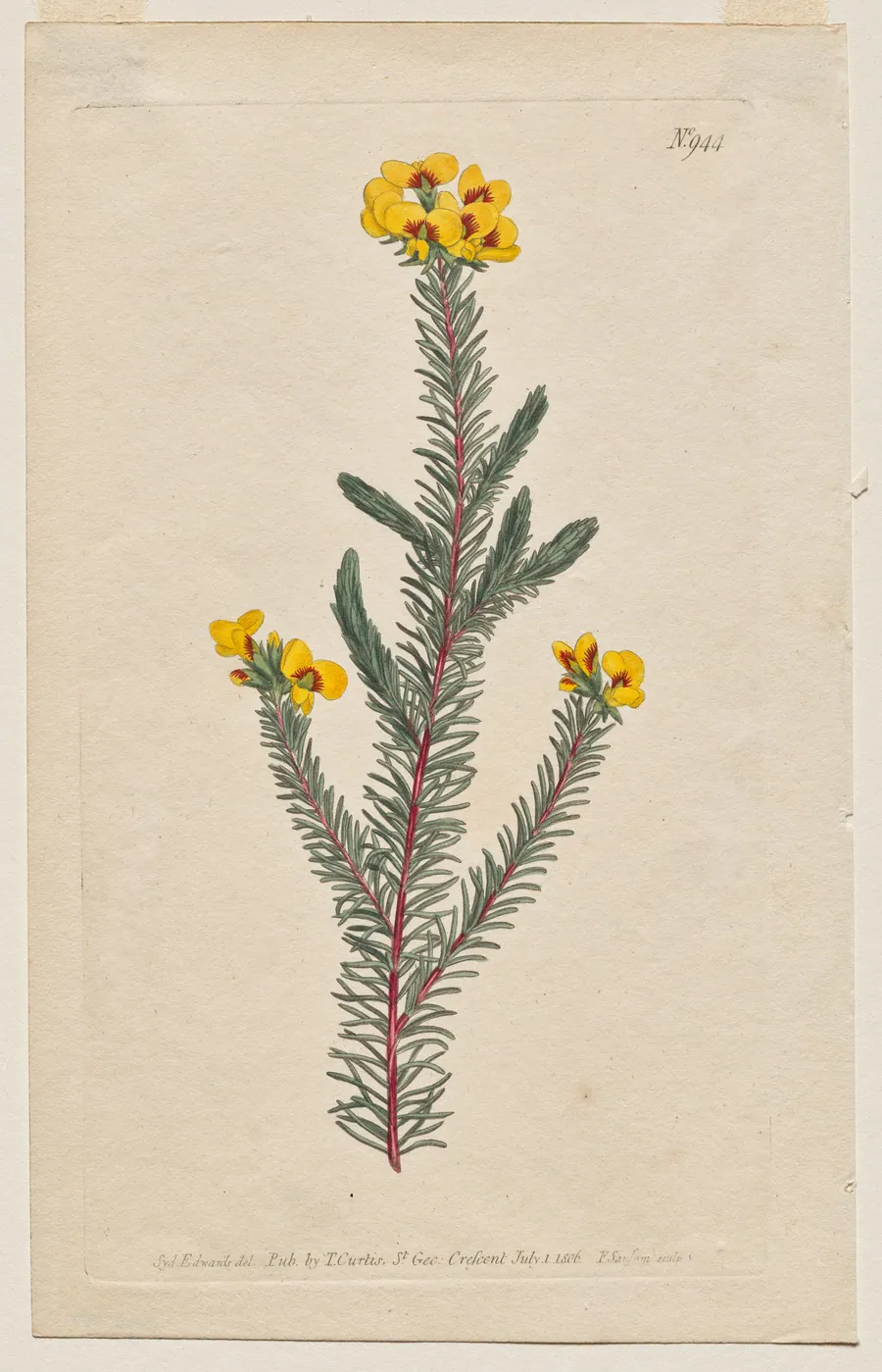 The Botanical Magazine or Flower Garden Displayed: Plate 944, Dillwynia Glaberrima. Smooth-Leaved Dillwynnia. [Dillwynia ericifolia gaberrima] by Sydenham Edwards