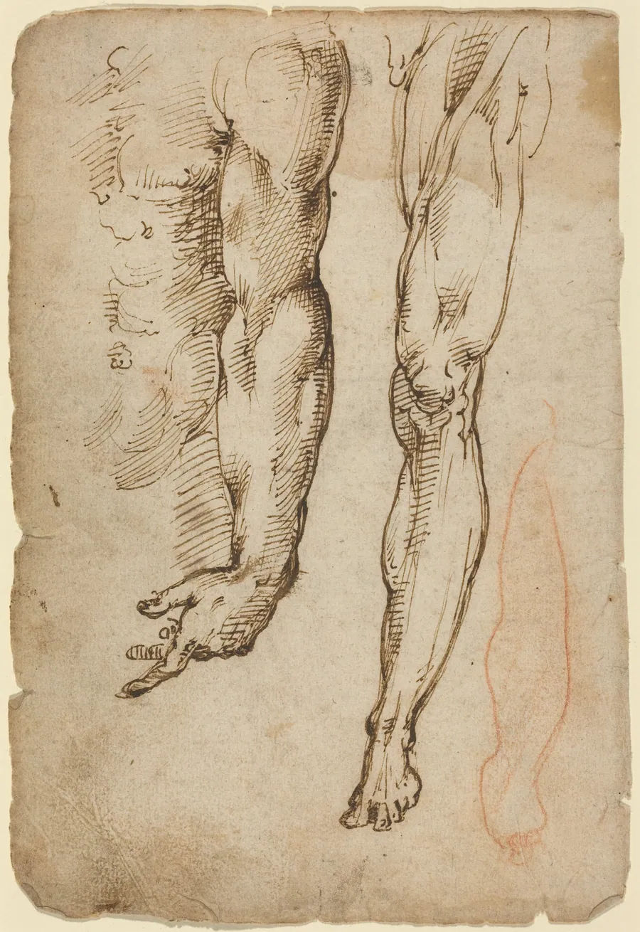 Anatomical Studies by Domenico Beccafumi