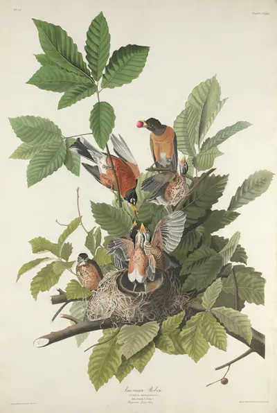 American Robin