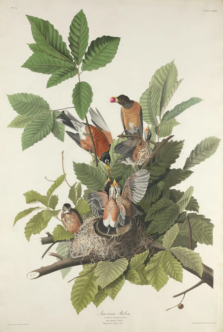 American Robin by Robert Havell, Jr.