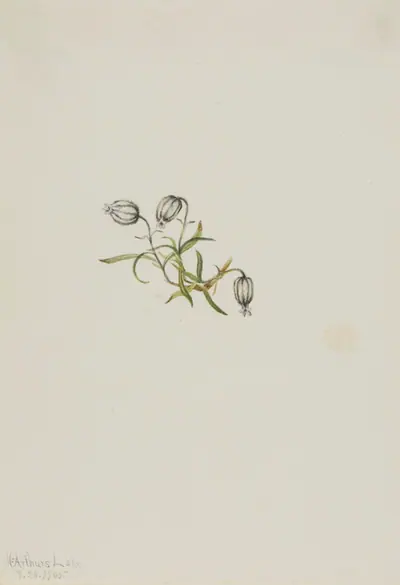 Nodding Campion (Lychnis apetala)