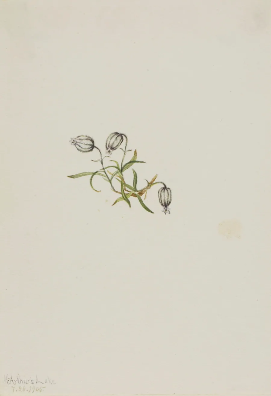 Nodding Campion (Lychnis apetala) by Mary Vaux Walcott, born Philadelphia, PA 1860-died St. Andrews, New Brunswick, Canada 1940