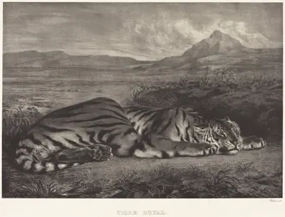 Royal Tiger (Tigre Royal)