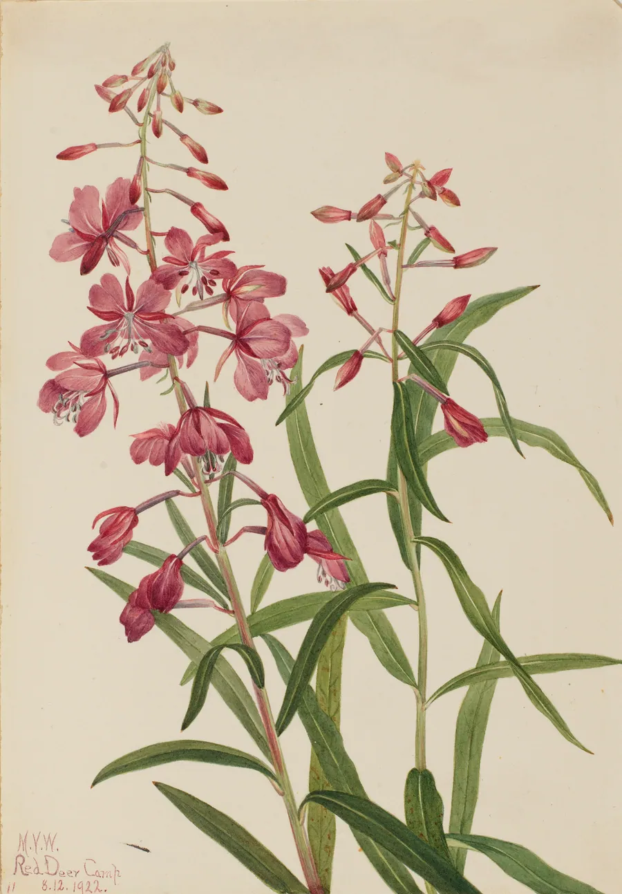 Fireweed (Epilobium angustifolium) by Mary Vaux Walcott, born Philadelphia, PA 1860-died St. Andrews, New Brunswick, Canada 1940