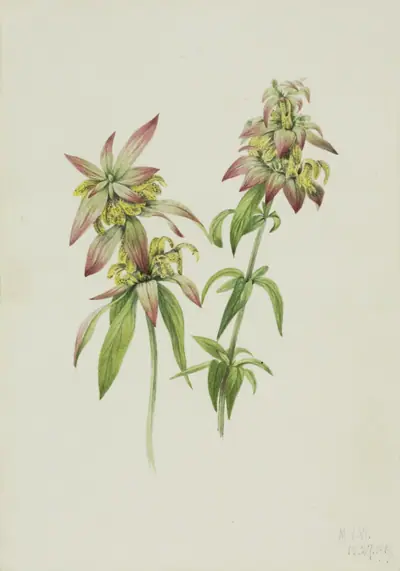Spotted Bee Balm (Monarda punctata)