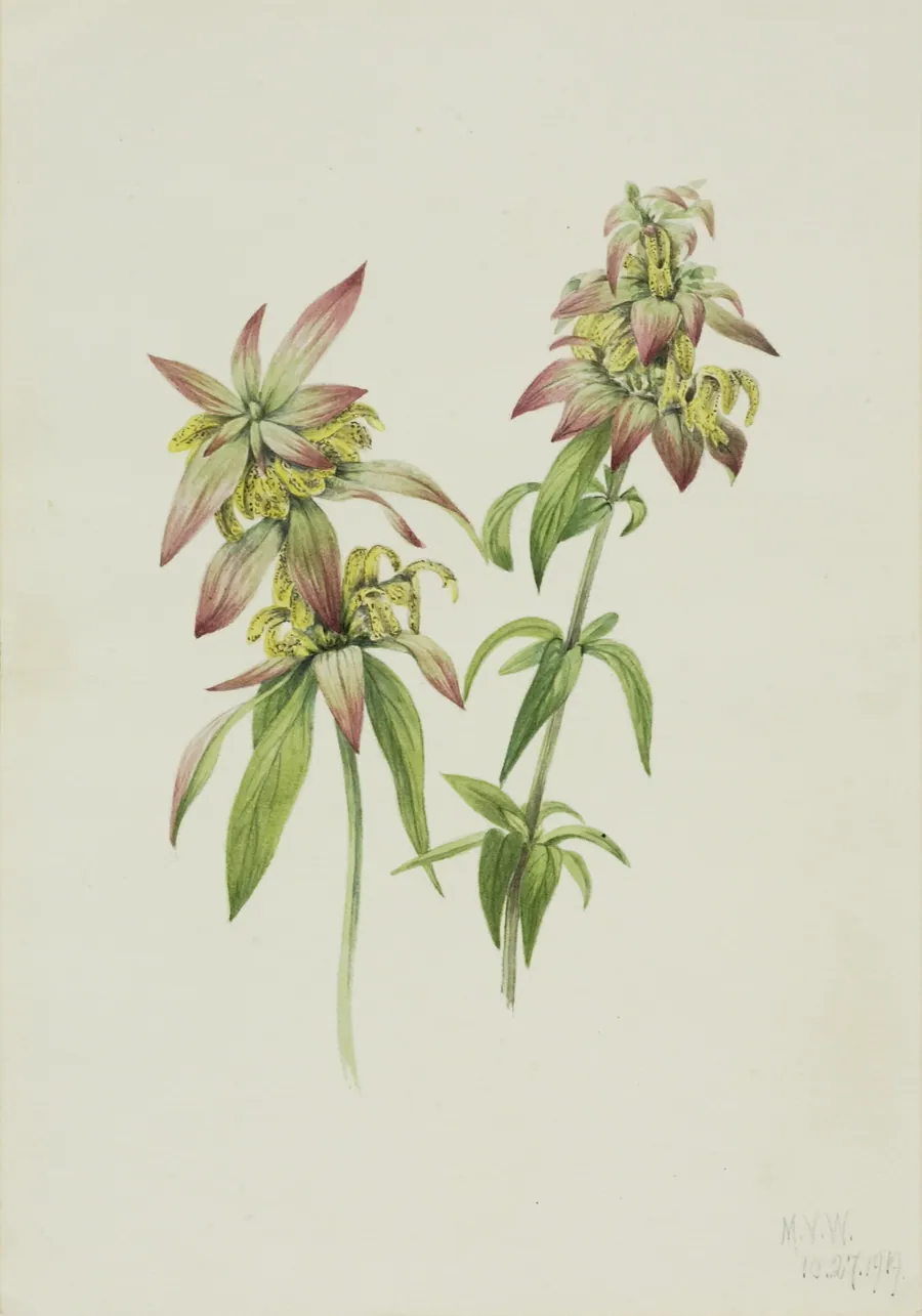 Spotted Bee Balm (Monarda punctata) by Mary Vaux Walcott, born Philadelphia, PA 1860-died St. Andrews, New Brunswick, Canada 1940