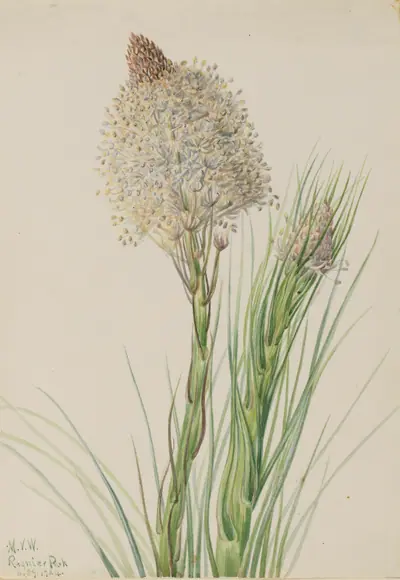 Beargrass (Xerophyllum tenax)