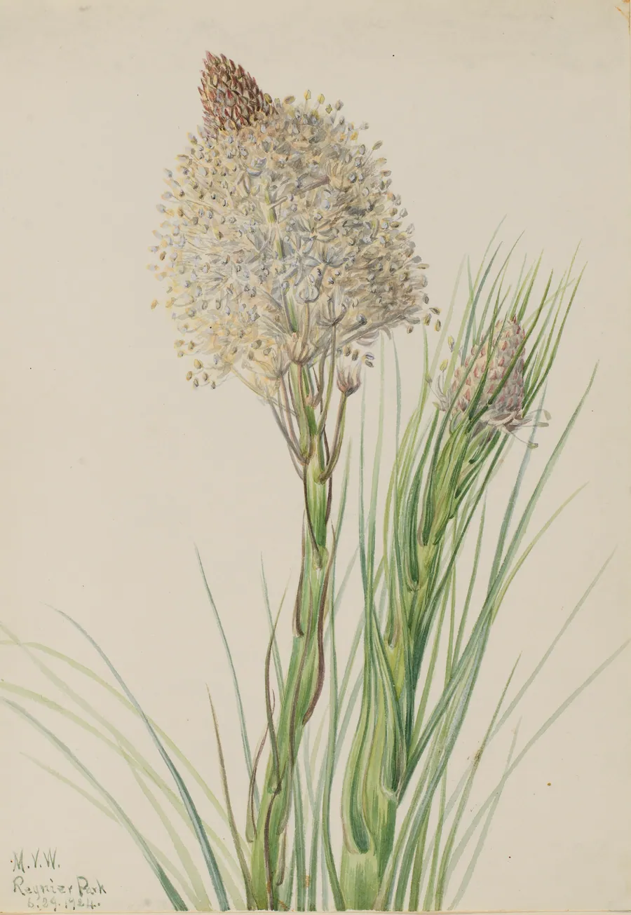 Beargrass (Xerophyllum tenax) by Mary Vaux Walcott, born Philadelphia, PA 1860-died St. Andrews, New Brunswick, Canada 1940