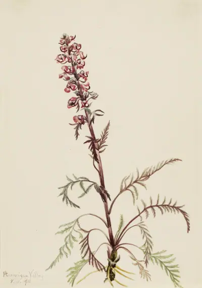 Elephanthead (Pedicularis groenlandica)