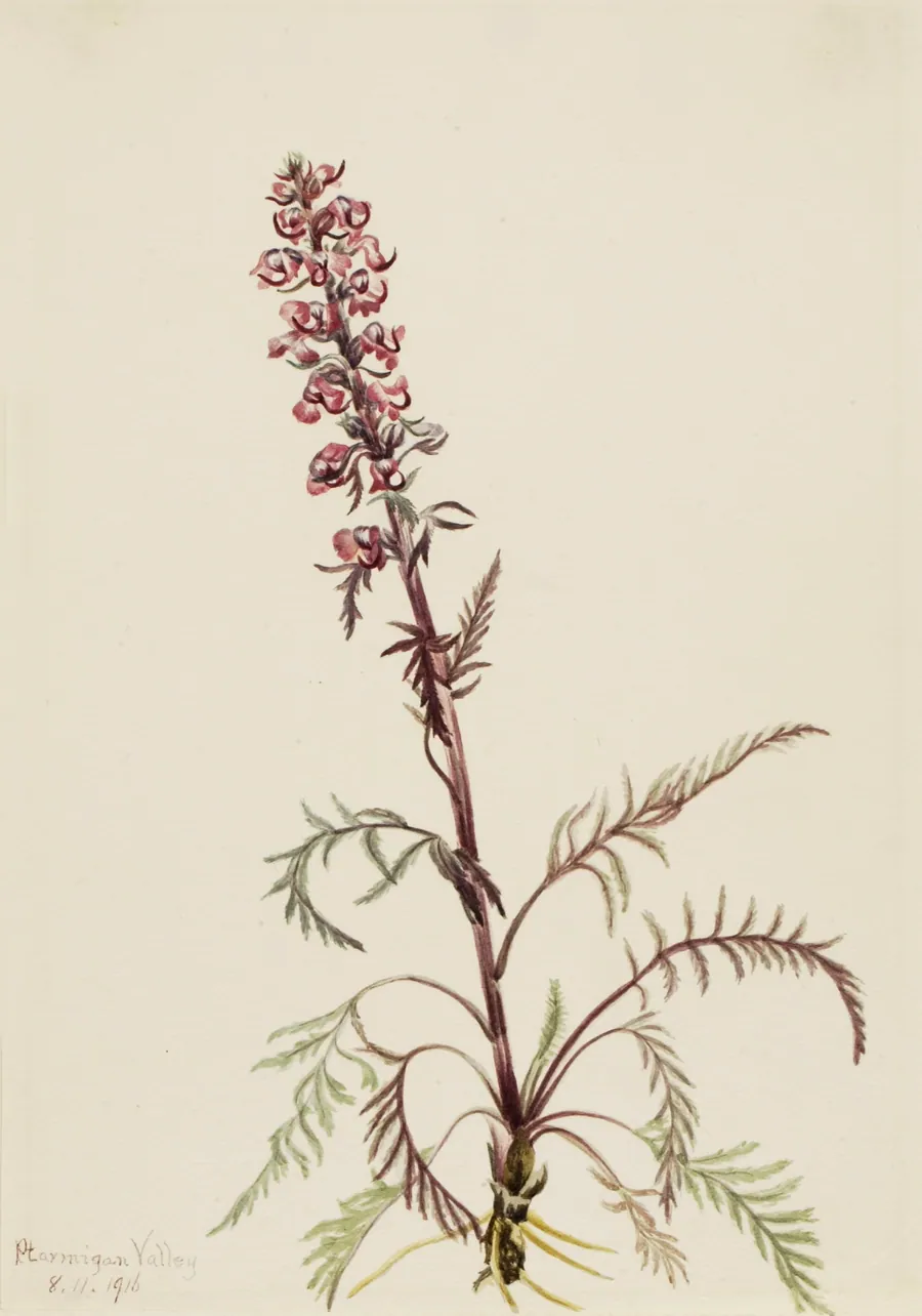 Elephanthead (Pedicularis groenlandica) by Mary Vaux Walcott, born Philadelphia, PA 1860-died St. Andrews, New Brunswick, Canada 1940