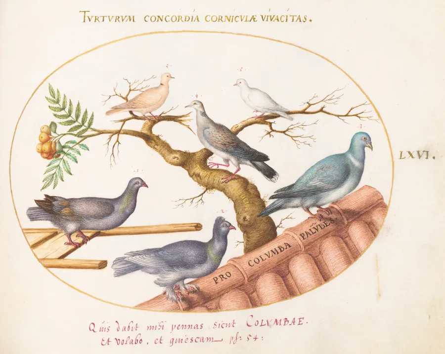 Plate 66: Doves and Pigeons by Joris Hoefnagel