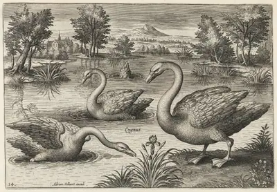 Three Whooper Swans