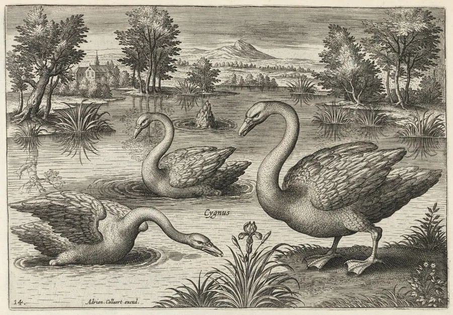Three Whooper Swans by Adriaen Collaert