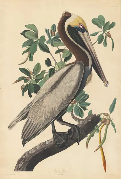 Brown Pelican