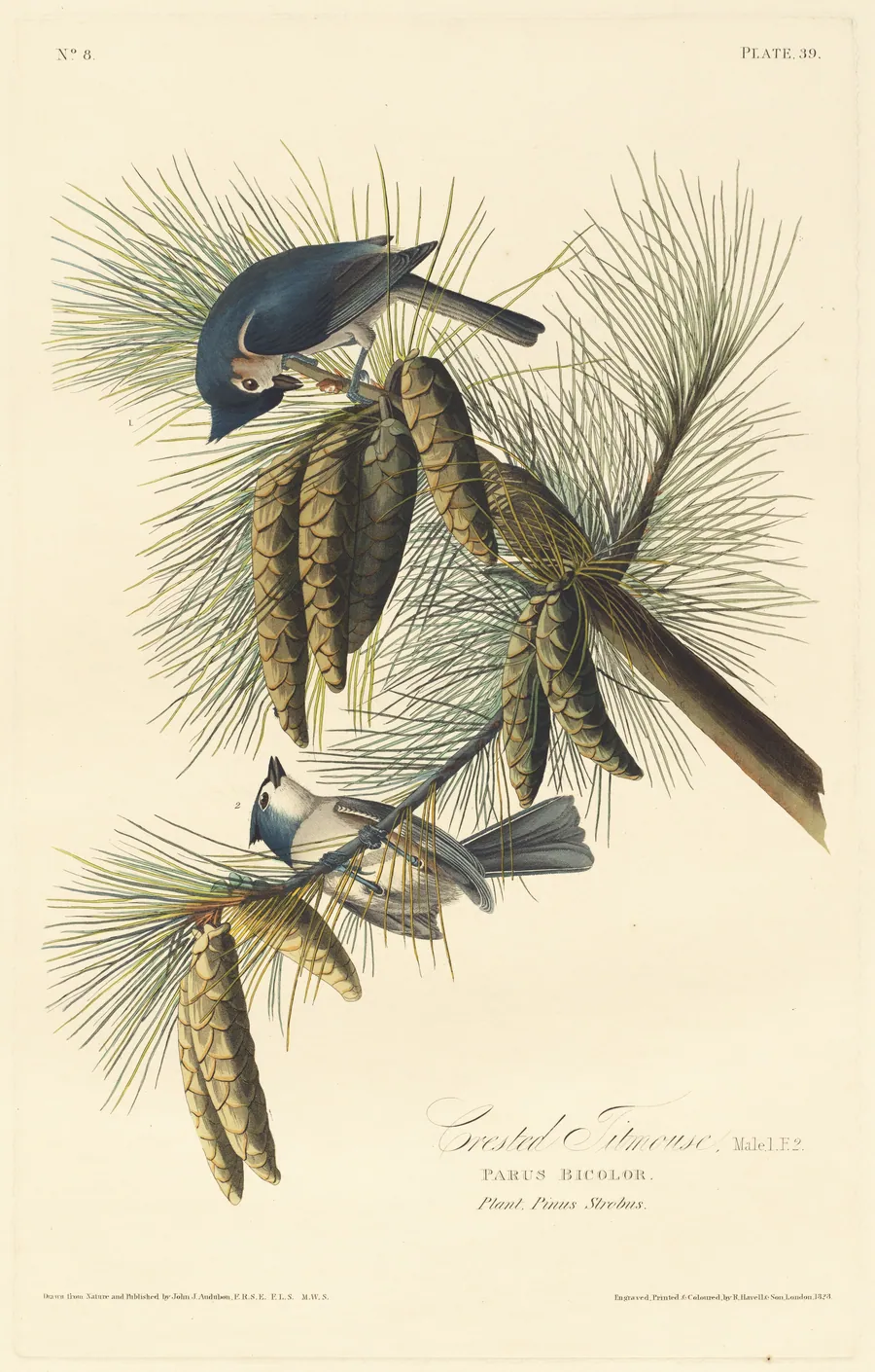 Crested Titmouse by Robert Havell, Jr.