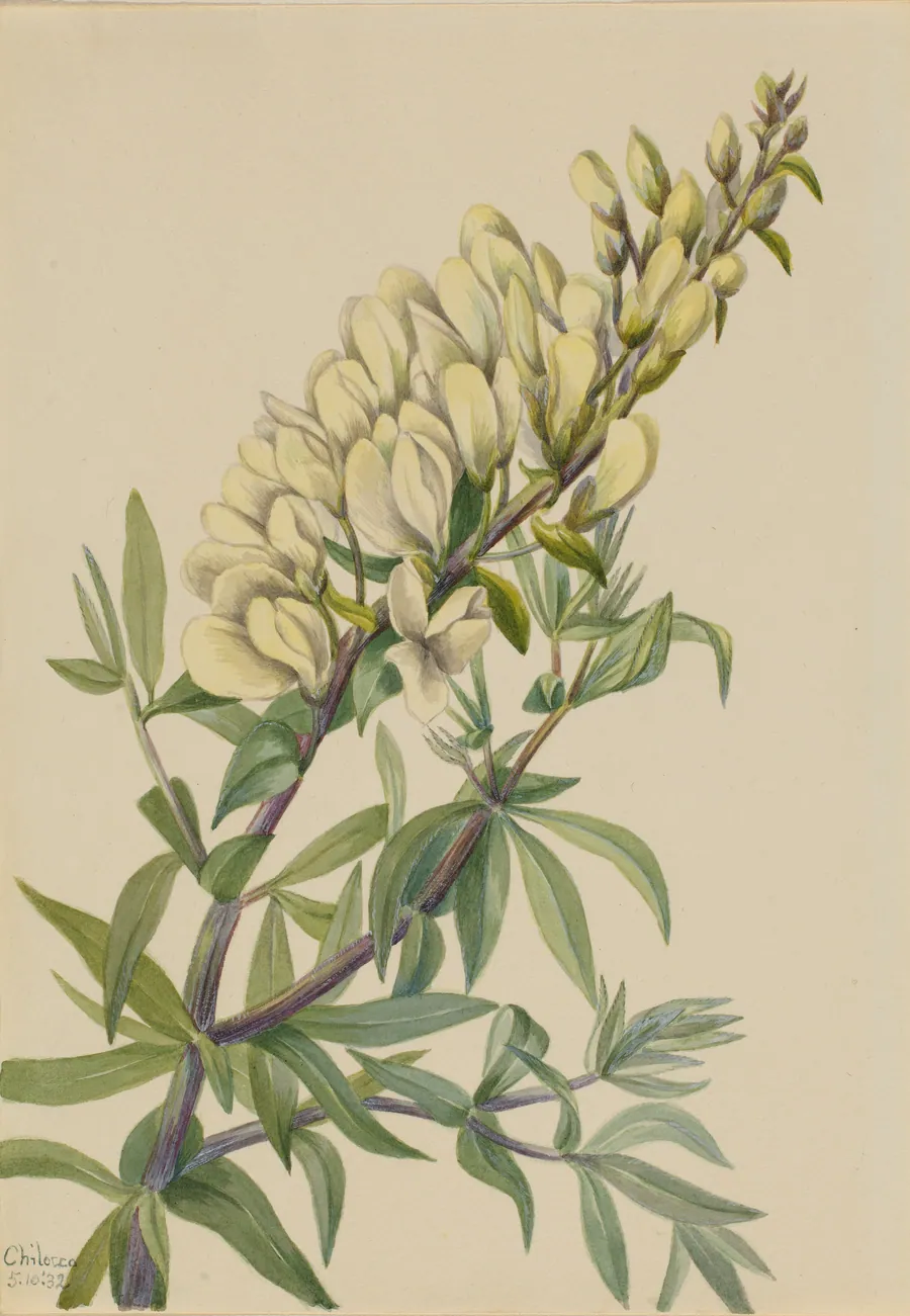 False Indigo (Baptista bructeata) by Mary Vaux Walcott, born Philadelphia, PA 1860-died St. Andrews, New Brunswick, Canada 1940