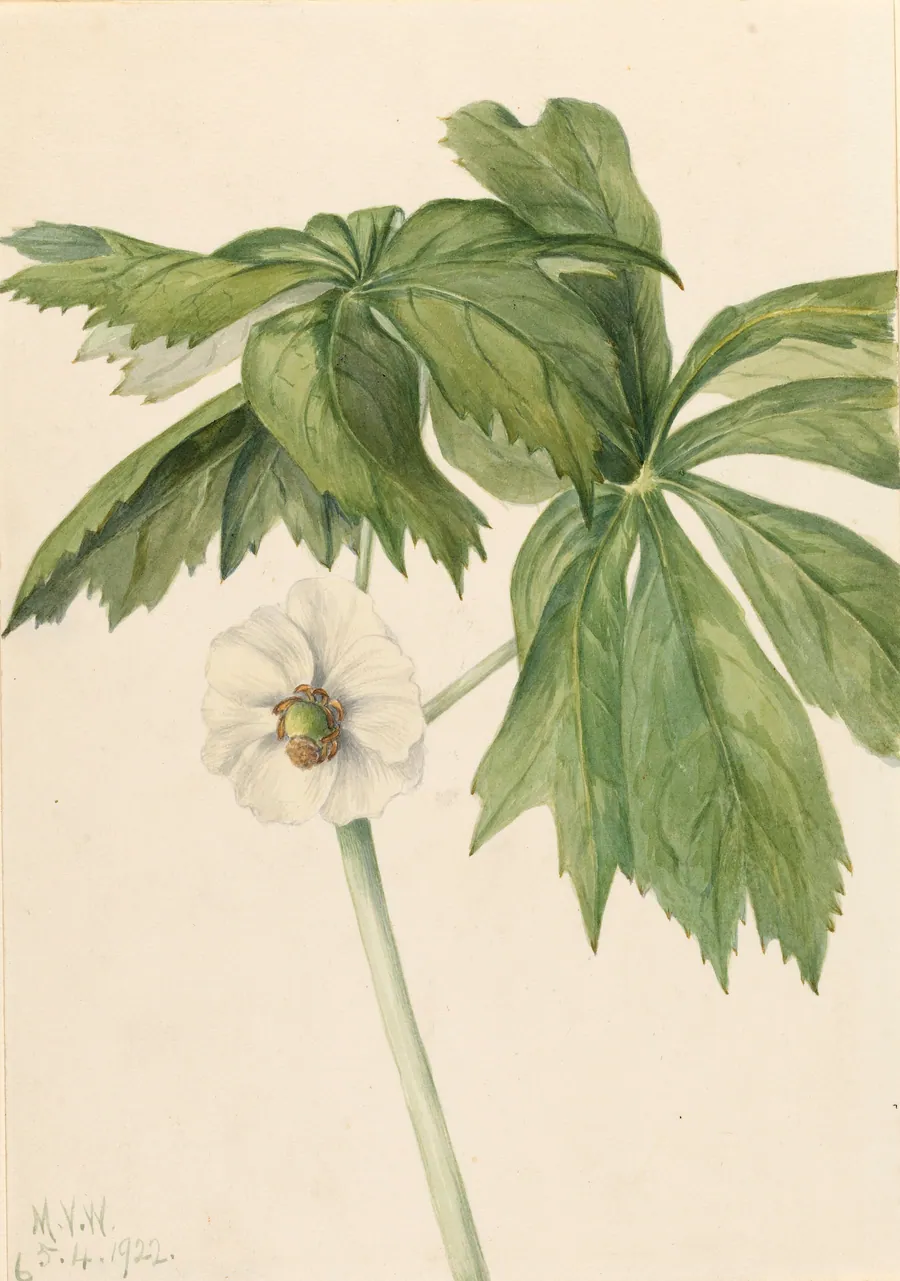 Mayapple (Podphyllum paltatum) by Mary Vaux Walcott, born Philadelphia, PA 1860-died St. Andrews, New Brunswick, Canada 1940